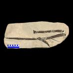 Vleugel - Fossiel bot - Pterodon sp. - 53 cm - 22 cm
