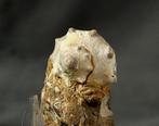 Een zeldzaam geziene fossiele schelp - Gefossiliseerd dier -