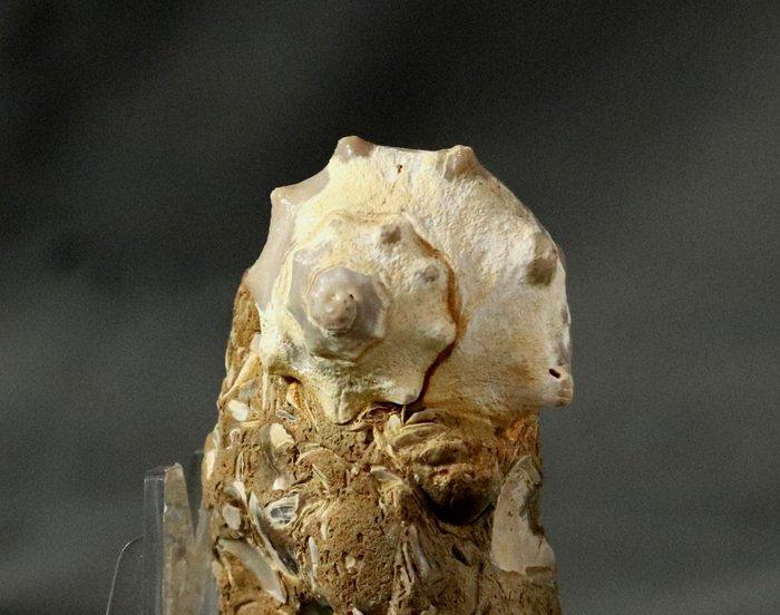 Een zeldzaam geziene fossiele schelp - Gefossiliseerd dier -, Collections, Minéraux & Fossiles