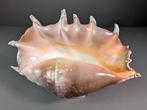 Grote spinconch Zeeschelp - Lambis truncata (Zonder, Nieuw