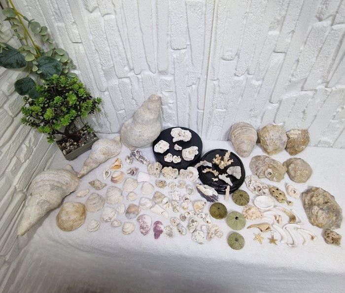 Grote collectie mediterrane mariene fossielen, subfossielen, Antiek en Kunst, Curiosa en Brocante