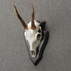 Reebok Schedel Taxidermie Opgezette Dieren By Max, Verzamelen, Ophalen of Verzenden, Nieuw, Wild dier, Opgezet dier