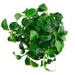 Anubias barteri var. nana Mini Mini, Dieren en Toebehoren, Nieuw, Verzenden