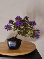 Azalea bonsai (Rhododendron) - Hoogte (boom): 20 cm - Diepte