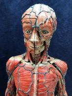 rare modèle anatomique de musée Louis Auzoux 1871 (1) -