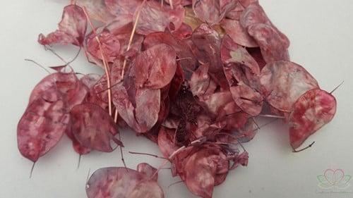 Lunaria Amethyst Kameleon Judaspenning, Huis en Inrichting, Woonaccessoires | Kunstplanten en Kunstbloemen, Nieuw