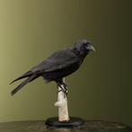 Kraai Taxidermie Opgezette Dieren By Max, Verzamelen, Dierenverzamelingen, Ophalen of Verzenden, Nieuw, Vogel, Opgezet dier