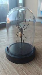 Gouden Wielwebspin Taxidermie volledige montage -
