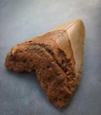 Megalodon - Fossiele tand - 105 mm - 75 mm, Verzamelen