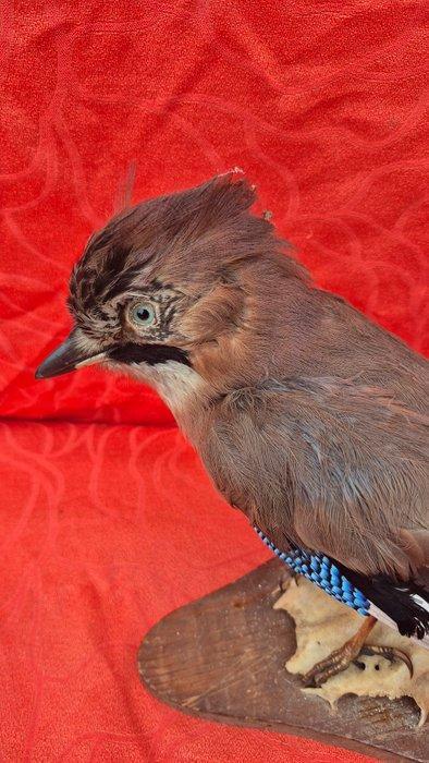 Gaai - Hert Taxidermie wandmontage - Garrulus glandarius -, Verzamelen, Dierenverzamelingen