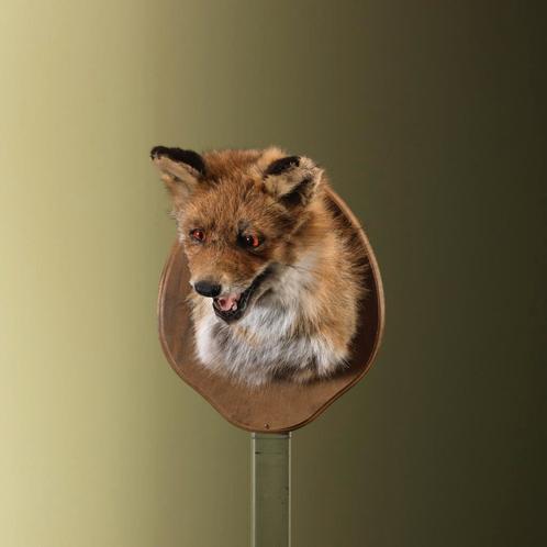 Vos Taxidermie Opgezette Dieren By Max, Verzamelen, Dierenverzamelingen, Opgezet dier, Nieuw, Wild dier, Ophalen of Verzenden