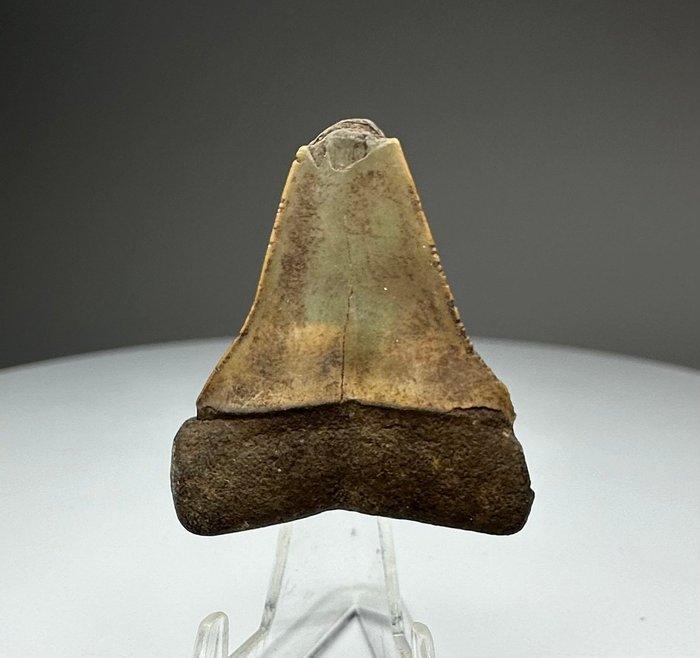 Witte haai - Fossiele tand - 3.6 cm - 3.1 cm (Zonder, Verzamelen, Mineralen en Fossielen