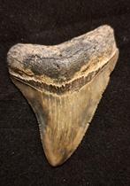 Megalodon - Fossiele tand - USA MEGALODON TOOTH - 6.7 cm -