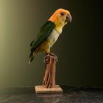 Witbuikcaique Taxidermie Opgezette Dieren By Max, Ophalen of Verzenden, Opgezet dier