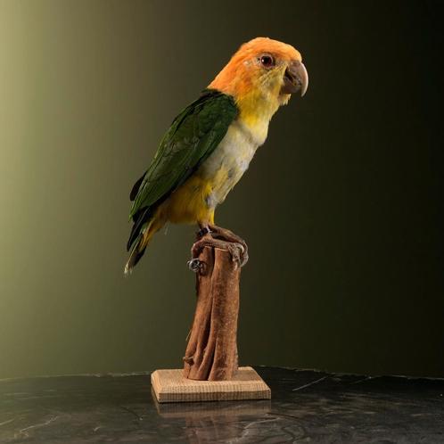 Witbuikcaique Taxidermie Opgezette Dieren By Max, Collections, Collections Animaux, Enlèvement ou Envoi