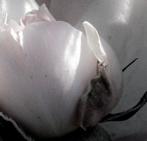 Diane Pfister - Crown Estate Collection No. 0919-E