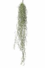 Tillandsia hangplant l75cm. header Prachtige hanger