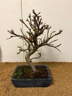 Malus domestica - Hoogte (boom): 38 cm - Diepte (boom): 33