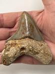 Kwaliteit Megalodon-tand, - 8,9 cm - Carcharocles megalodon