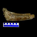 Rib - Fossiel fragment - Triceratops - 19 cm - 8.5 cm