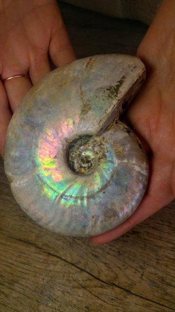 Ammonite - Animal fossilisé - Aioloceras (Cleoniceras) sp. -