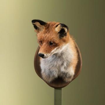 Vos Taxidermie Opgezette Dieren By Max beschikbaar voor biedingen