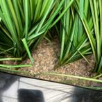 Kunststof plantenbak op wielen met kunststof gras planten