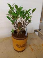 ficus ginseng - Hauteur (arbre) : 25 cm - Profondeur (arbre)