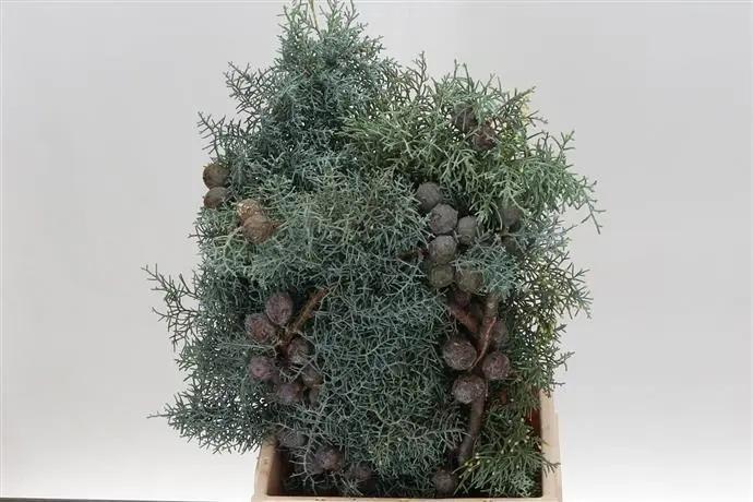 Cypres Cupresse Arizonica 500 gr 60 cm bos, Huis en Inrichting, Woonaccessoires | Kunstplanten en Kunstbloemen, Nieuw