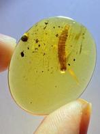 Ambre - Matrice fossile - click beetle larva - 27.5 mm - 22, Collections
