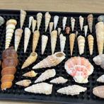 Set van zeldzame gevlekte en gemarmerde schelpen Schelpdier