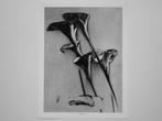 Man Ray (1890–1976) - Flowers [Cala Lilies]