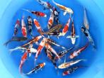 Miyatora 17-20cm  tosai mix (Japanse Koi), Ophalen of Verzenden, Nieuw