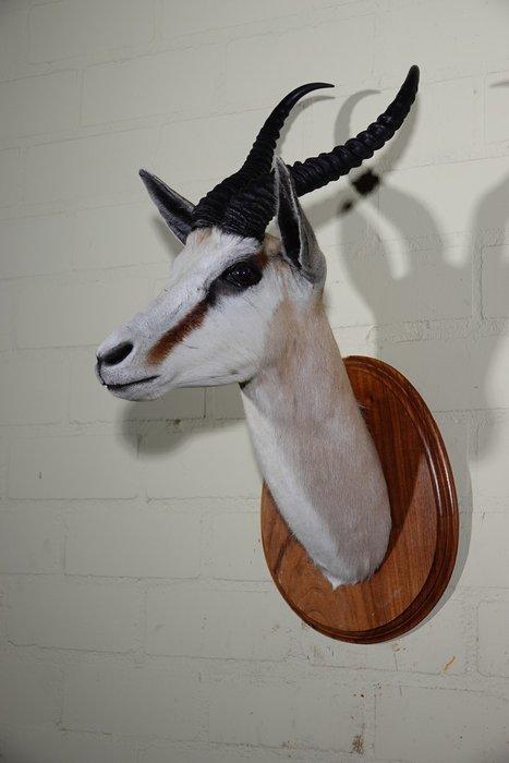 South African Springbok Taxidermie wandmontage - Antidorcas, Collections, Collections Animaux