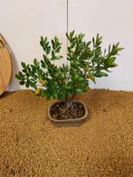Bonsaï Azalée (Rhododendron) - Hauteur (arbre) : 25 cm -