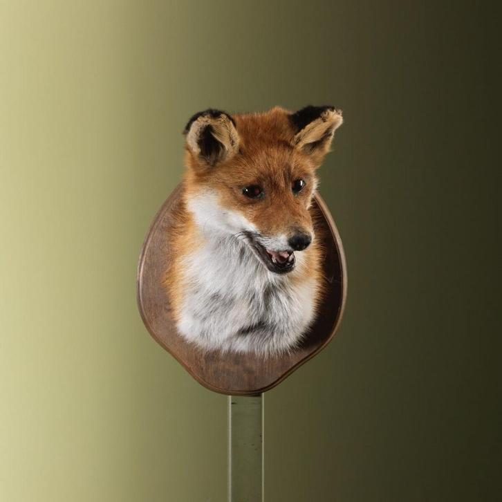 Vos Taxidermie Opgezette Dieren By Max, Verzamelen, Dierenverzamelingen, Opgezet dier, Nieuw, Wild dier, Ophalen of Verzenden
