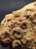 Fossiel - Gefossiliseerd dier - piece of seabed hundreds of