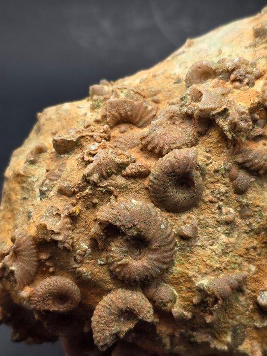 Fossiel - Gefossiliseerd dier - piece of seabed hundreds of, Verzamelen, Mineralen en Fossielen