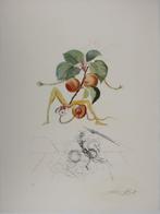 Salvador Dali (1904-1989) - Flordali, Abricot chevalier