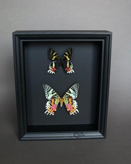 Vlinder Taxidermie volledige montage - Urania ripheus - 25, Verzamelen, Dierenverzamelingen