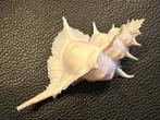 Zeeslak Zeeschelp - Murex Alabaster (Zonder minimumprijs)