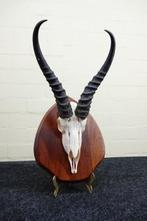 Springbok Schedel - Antidorcas marsupialis - 0 cm - 0 cm - 0, Nieuw