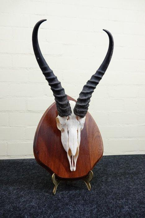 Springbok Schedel - Antidorcas marsupialis - 0 cm - 0 cm - 0, Verzamelen, Dierenverzamelingen