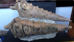 Twee fossiele schelpen Campanile Lachesis 46/47cm, Eoceen,, Verzamelen