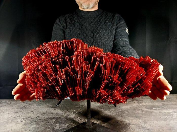 Groot natuurlijk rood koraal Taxidermie volledige montage -, Verzamelen, Dierenverzamelingen