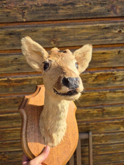 Chevreuil Support de corps entier pour taxidermie -, Antiquités & Art, Curiosités & Brocante