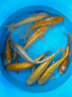 Hirasawa Marusei 29-34cm (Japanse Koi), Ophalen of Verzenden