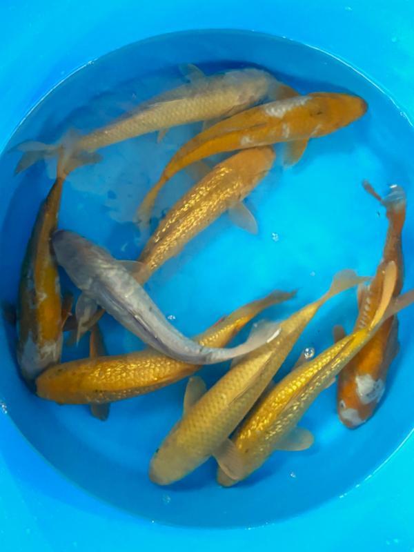 Hirasawa Marusei 29-34cm (Japanse Koi), Jardin & Terrasse, Étangs, Enlèvement ou Envoi