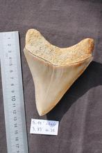 Megalodon - Fossiele tand - Otodus (Carcharocles) megalodon