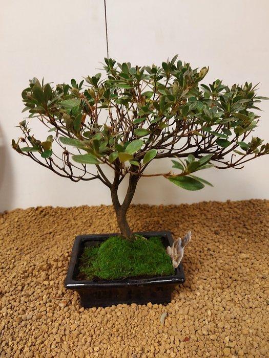 Azalea bonsai (Rhododendron) - Hoogte (boom): 26 cm - Diepte, Antiquités & Art, Curiosités & Brocante